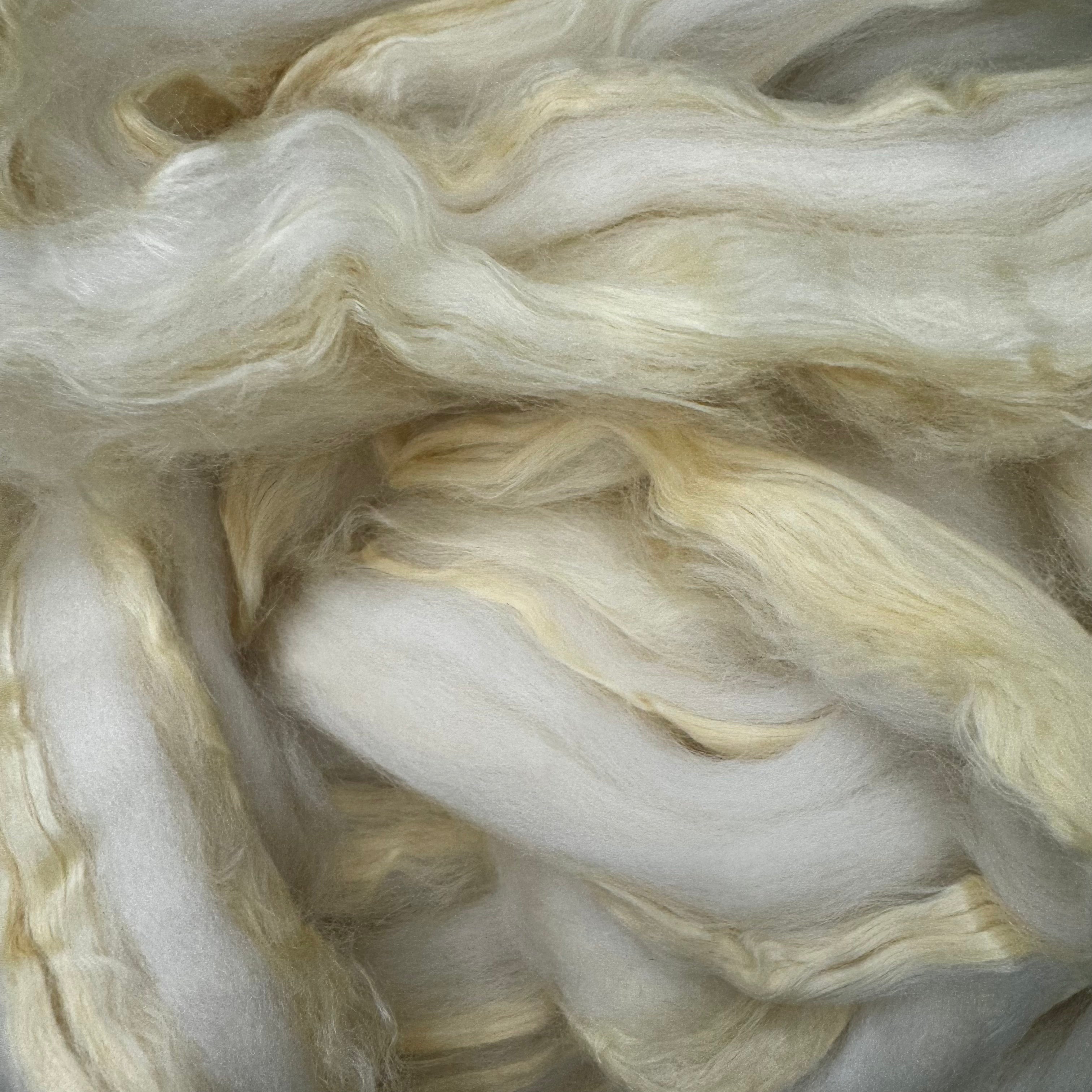 Merino / Soybean