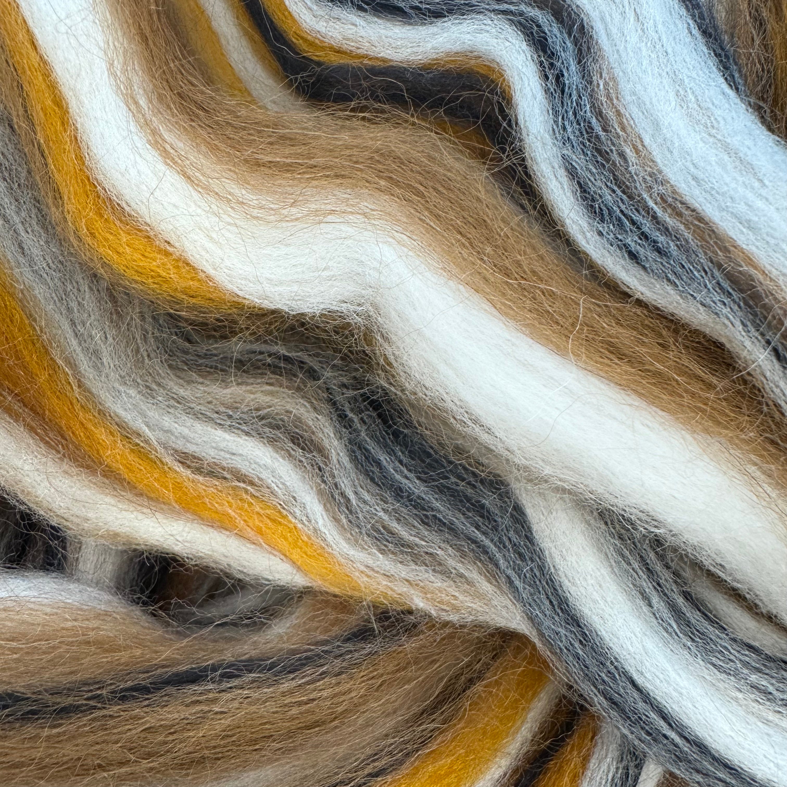 Calico Cornish